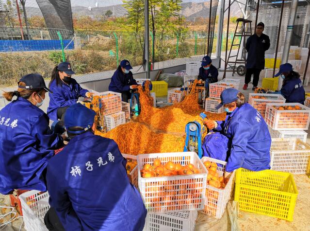 河北晋州法院199次拉网式执行破解执行难“火狐电竞平台”(图1) 火狐电竞