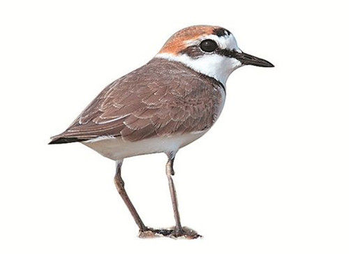 【火狐电竞】云顶之弈手游影拉克丝图鉴 云顶之弈手游影拉克丝介绍(图1) 火狐电竞