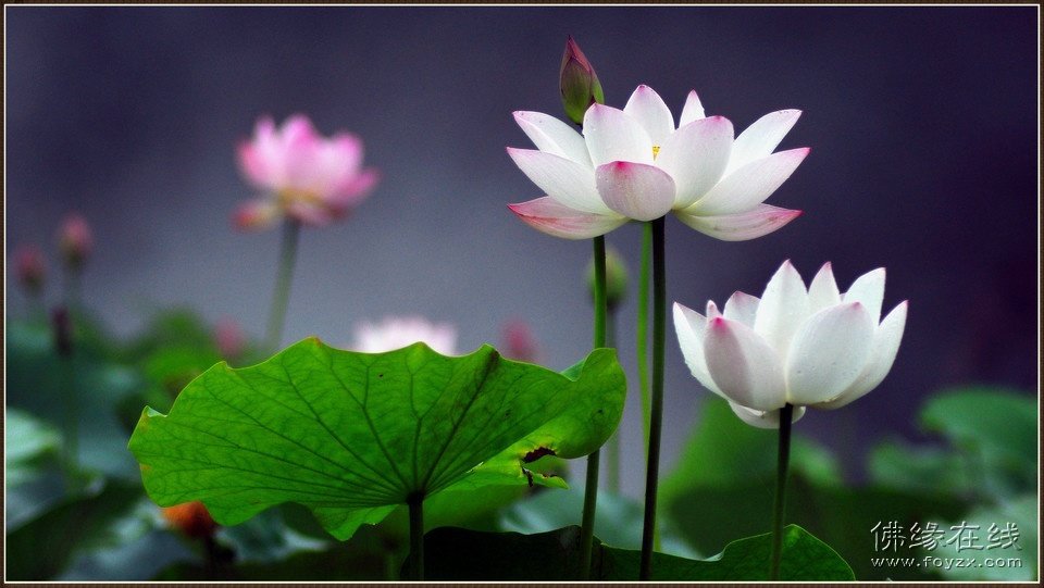 北京到2016年实现医联体服务辖区居民全覆盖|火狐电竞平台(图1) 火狐电竞平台