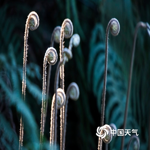 火狐电竞-龙族幻想草莓冰激凌萝莉捏脸数据 草莓冰激凌捏脸代码(图1) 火狐电竞平台