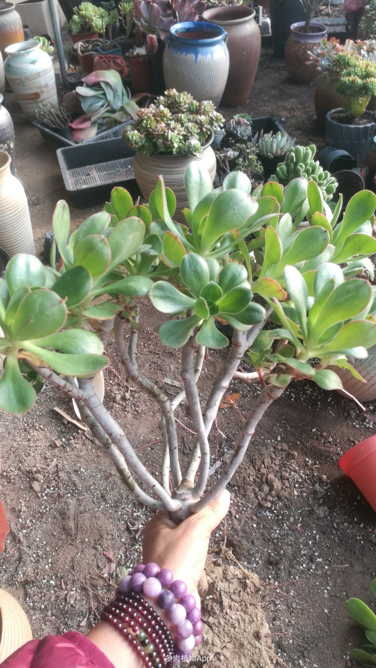 中胚层疗法是什么以及包括的方式‘火狐电竞’(图3) 火狐电竞