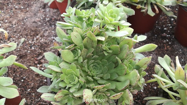 【火狐电竞官网】《我们在行动》胡可、高伟光、连淮伟舞蹈演绎《小苹果》,静宁苹果推介会成交6亿元!(图3) 火狐电竞