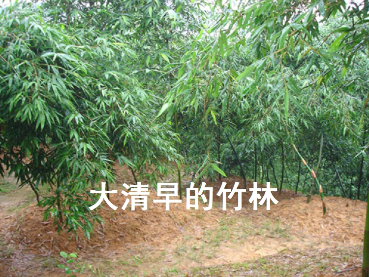 火狐电竞官网